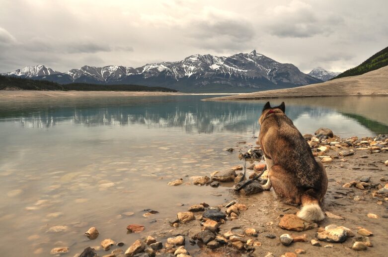 akita dog looks out across Abraham Lake toward the towering Rockies