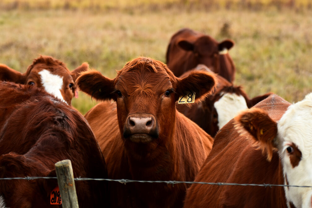 young beef cattle stare over fence